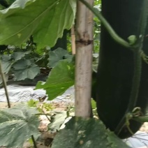 黑皮冬瓜