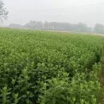 端午艾草