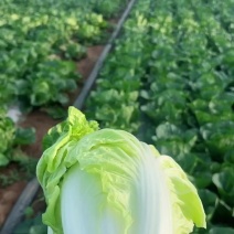 夏阳50白菜，千亩种植20年正宗品种保质保量随行就市