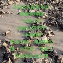 2026新上市白背毛木耳种植户急售，无中间商，给钱就卖