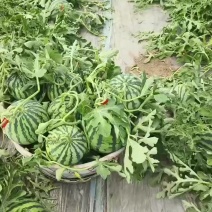 美都麒麟西瓜批发