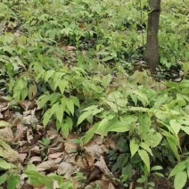 淫羊藿苗柔毛淫羊藿种苗优质柔毛品种甘肃陇南产地直发