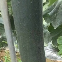 精品吊冬瓜大量供应中