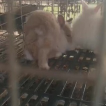 精品宠物兔活泼可爱可家养（免费提供养殖技术）