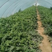 天津头茬无籽西瓜上市了个头均匀口感酥脆
