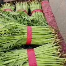 精品茼蒿，通货茼蒿