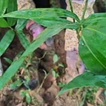 老水麻竹苗
