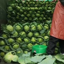 精品甘兰价格不高