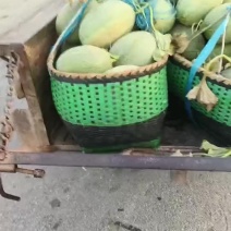 地爬晓蜜