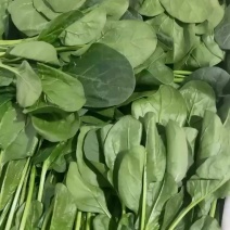 精品菠菜