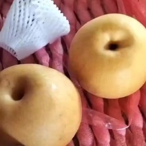 正宗莱阳秋月梨