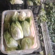 娃娃菜，价格优惠，欢迎老板合作