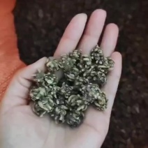 猫爪草