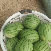 口口脆，嘉秀，糖度13+，小薄皮，大红瓤