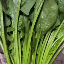 精品，通货菠菜都有