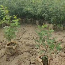 大量出售黄刺玫