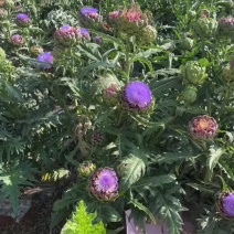 洋蓟花