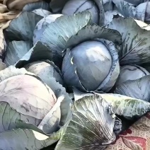 紫甘蓝价格不高大量有贷
