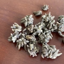 尖爪猫爪草