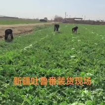 新疆精品金城5号上市了，量大从优，欢迎订购