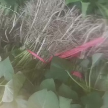 西瓜红红薯苗
