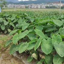 建瓯白芽芋，芋艿芋子，新鲜现挖现发，可发全国，支持一件代发