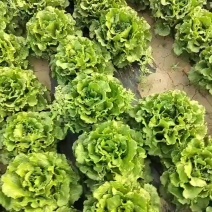 罗马生菜
