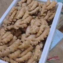 {推荐}小黄姜市场货电商货姜巴生姜一件代发