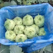 苤蓝
