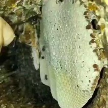 野生土蜂蜜