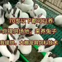 伊拉种兔