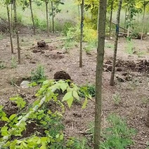 大批量走不同规格黄金榆和金叶榆