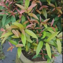 红车/红运当头鸿运当头红车四季常青庭院园林绿化工程绿植阳