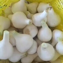 东北青蒜