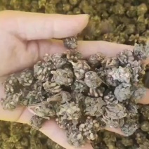 河南信阳中药材猫爪草直接供应