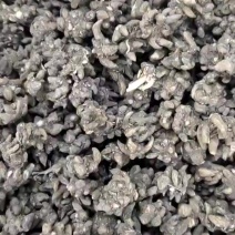 猫爪草大量批发