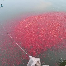 草金鱼