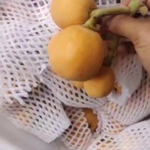 精品大五星枇杷大量接车出货，40起上不封顶