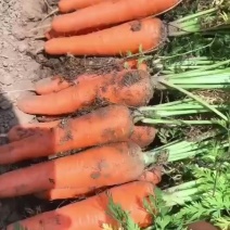 萧县胡萝卜大红品种全苗半苗大量有