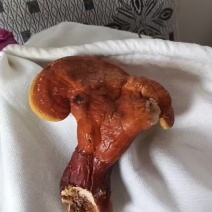 鹿角灵芝