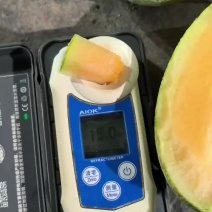 海南哈密瓜小蜜25哈密瓜产地直供一手货源代发全国