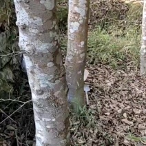 我要卖扑树