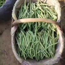 架豆王一无筋豆