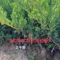 沙地柏