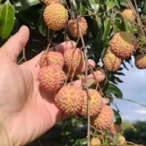 *早成熟的桂味，果肉清香，口感清纯，果中**！明天开售！