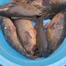 攀鲈鱼，大量