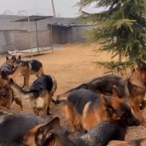 德牧犬