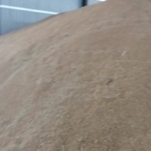 供，小麦，河南小麦大量上市