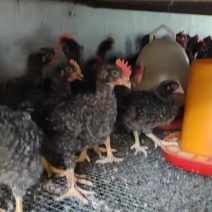 1斤正宗芦花香鸡疫苗齐全好养肉好吃