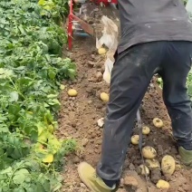 凌海冷棚土豆3两通天大量走货中